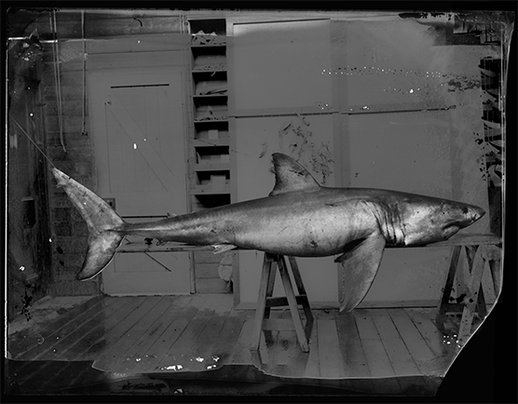 White Shark, Carcharodon carcharias, in the Museum’s taxidermy shed