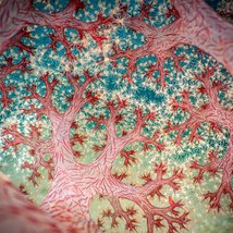 Australian Geographic Nature Photographer of the Year 